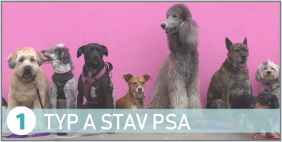 typ a stav psa